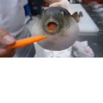 World Of Fish!