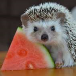 Hedgehog group!!!