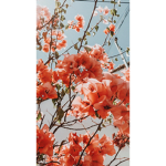 Aesthetic posies