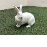 bun_bun bad