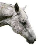 ~ Angel Stables Riding Academy ~