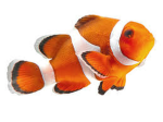 FishDB