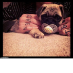 Pugs fashion