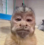Noseanmetiches