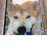 Animal pack 4