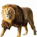 lion Ivan