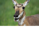 Antelope society
