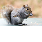 The squirrels
