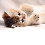 kitty group for life!