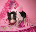 PiggiePigs