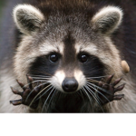 Raccoon Sqaud =)