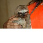 The Cult of evil Sloths