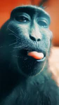 monkey's_that_r_acoustic