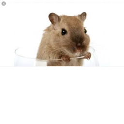 [Beta]gerbil racing