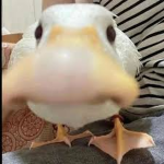 DiamondPlays Duck Club