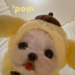 'pom