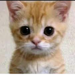 Mahazeen Elgatos