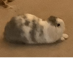 Bunny fan group and animal fan group