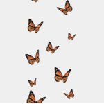 Coural