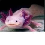 The Axolotl Path