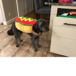 Cute Rocco