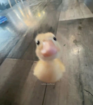 TheDuckzGroup.
