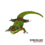Gecko's Studio
