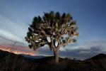 JoshuaTree