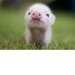 Piggy Pal Group