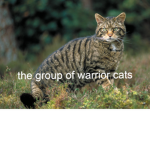 the group of warrior cats