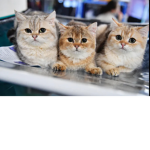 The cute but crazy cats