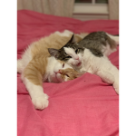 kitten funny club