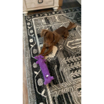 love puppies always