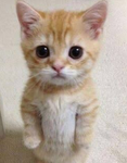 İste_ege