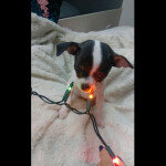 🐾 FARGO 🐾's Place 