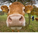 Cow go burrr