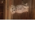 L like dogs