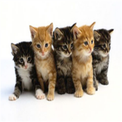 kittens Roblox decal