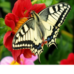 MySmolButterFlies