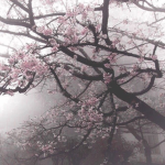 Dream of Luz