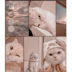 ..catadmirerx