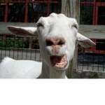 Robuxlolll