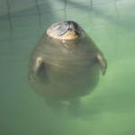 plip plop