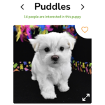 Save puppies