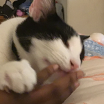 koko the kitty cat