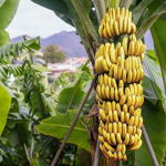 Banana Sweet