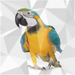 PARROTING MARKETING.