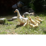 Pro's Duck Legends