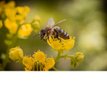 Bee Sanctuary
