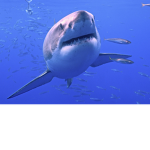 Snoiee_Shark